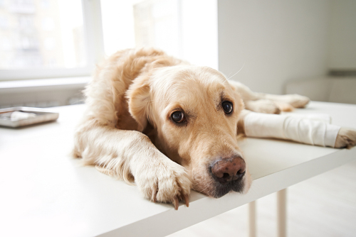 How Do I Provide Wrist Support for Dogs?
