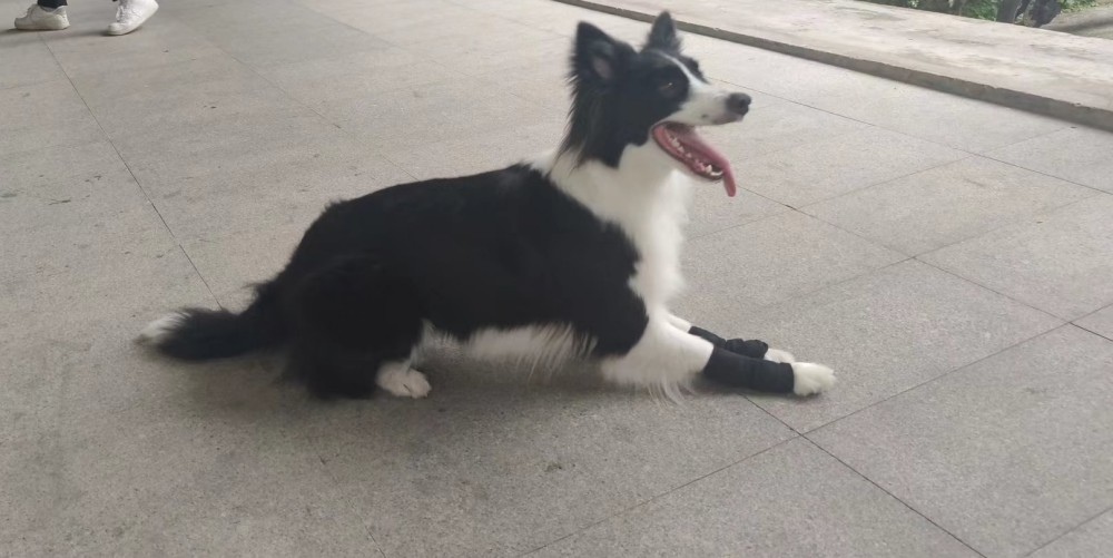 How do I provide wrist support for dogs? | Lovepluspet