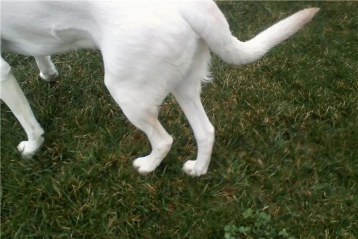 How do you treat arthritis in dogs back legs? | Lovepluspet