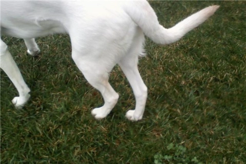 How Do You Treat Arthritis in Dogs Back Legs?