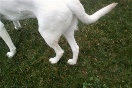 How Do You Treat Arthritis in Dogs Back Legs?