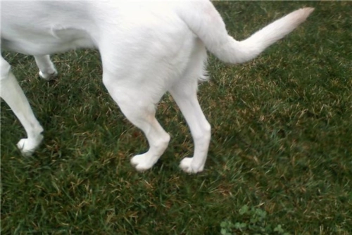 How Do You Treat Arthritis in Dogs Back Legs?