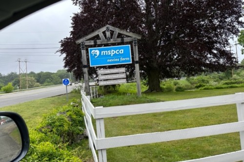 Donation from LOVEPLUSPET to The MSPCA