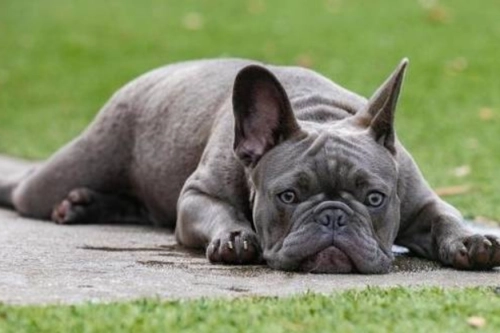 Is Wrist Support for Dogs Necessary?