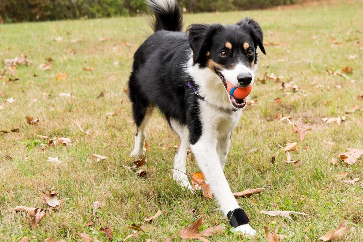How to Use  Wrist Support for Dogs