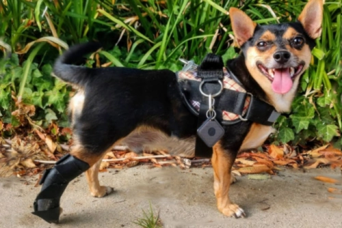 When to Use Dog Back Leg Brace Arthritis