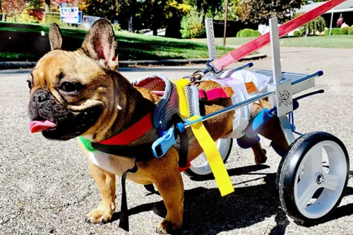 Use Dog Wheelchair for Back Legs Appropriately