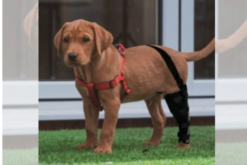 Do leg braces for dogs work?