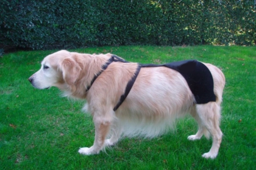 Do hip hound braces work?