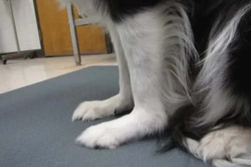 How to Treat Wrist Hyperextension in Dogs?