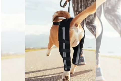 Best Dog Leg Brace Arthritis | Lovepluspet