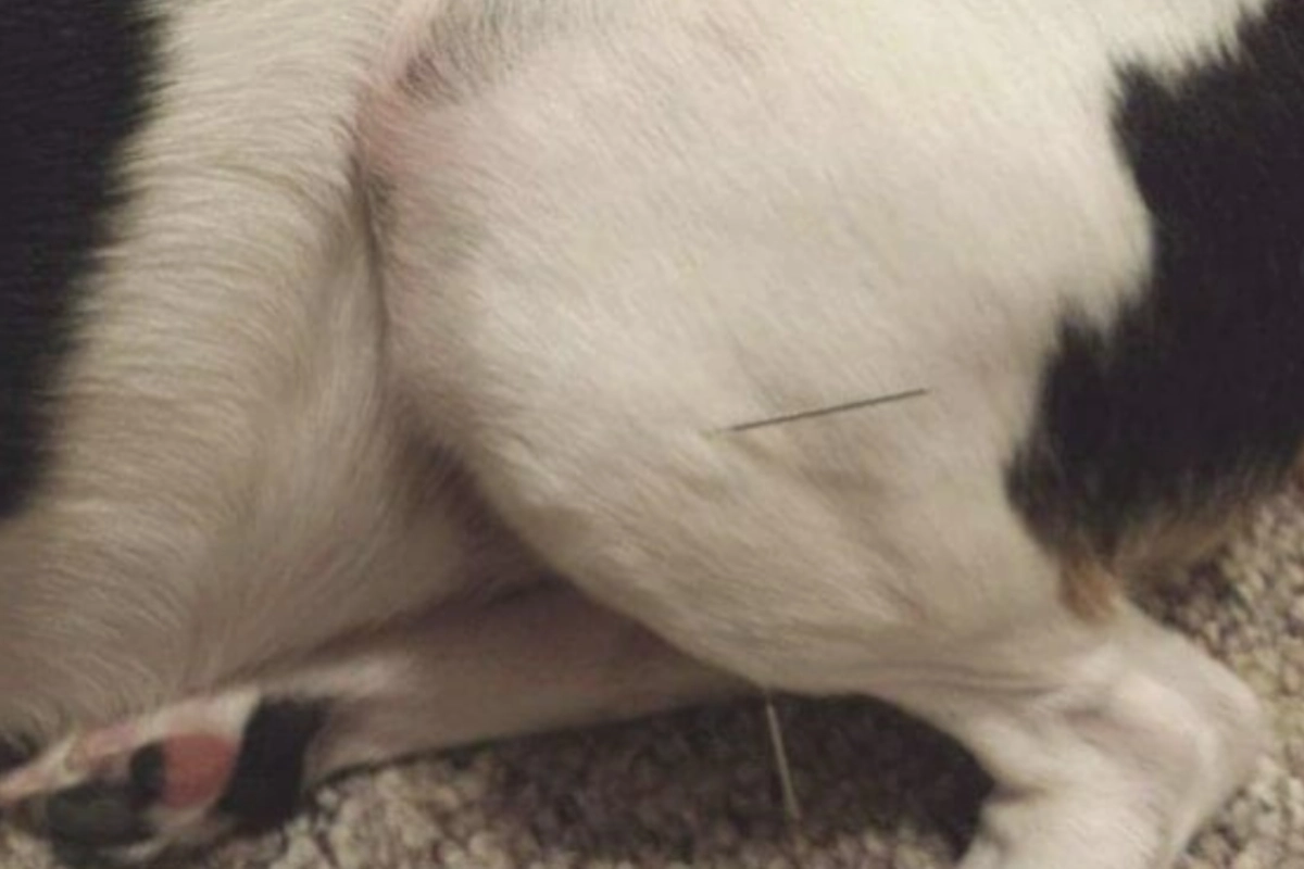 Best Canine Ccl Brace for Your Dog | Lovepluspet