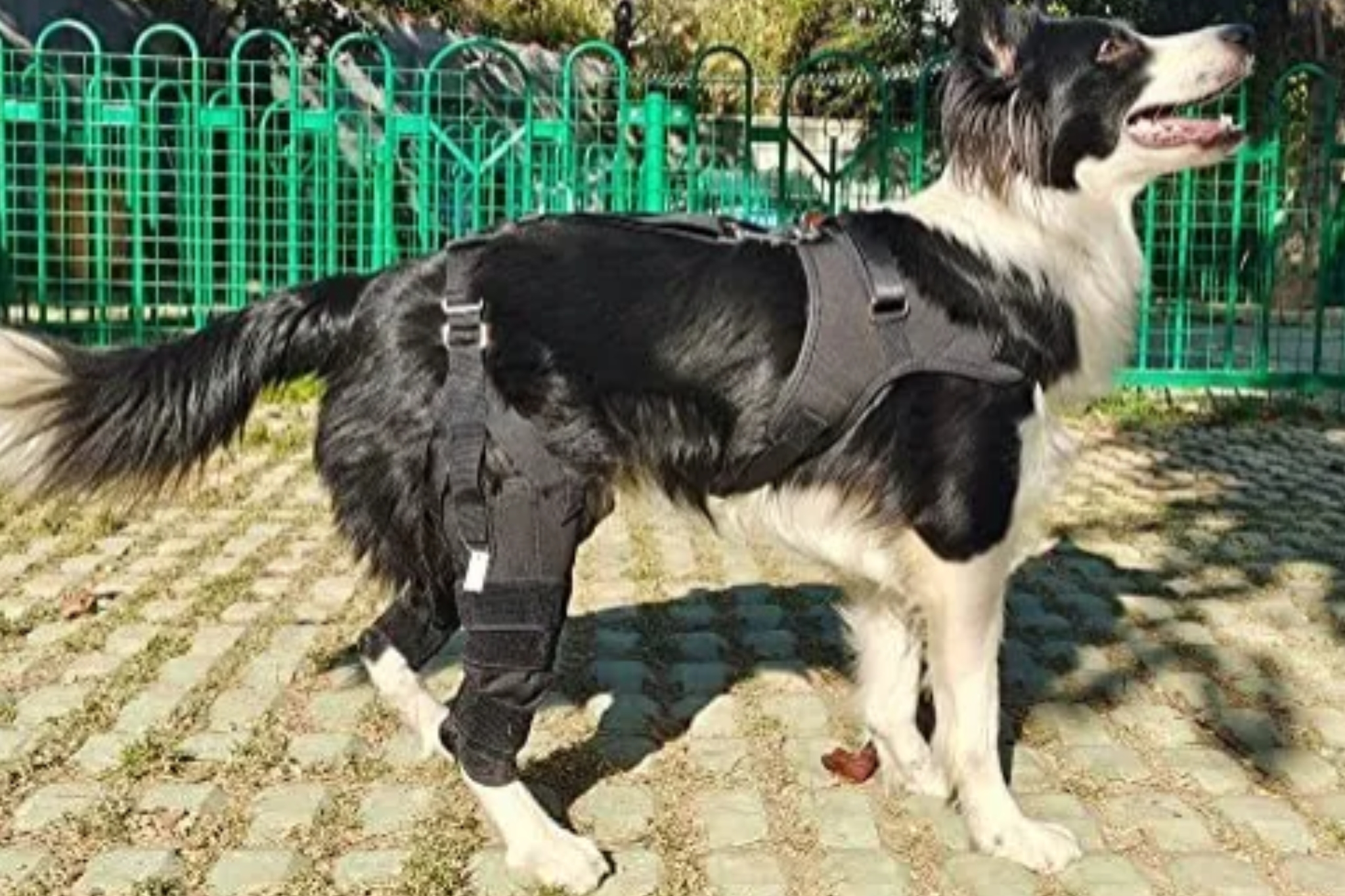 Do Best Dog Brace for Luxating Patella Help with Patellar Luxation in Dogs?