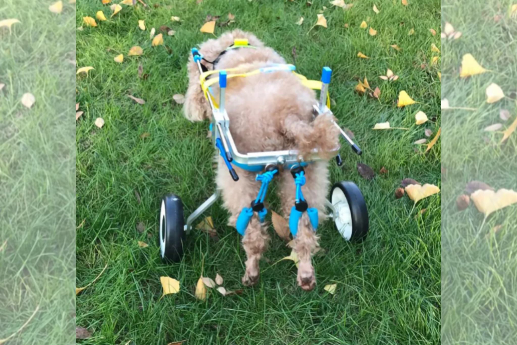 What wheels do dogs that can't walk use?