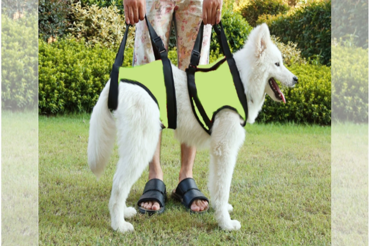 Can a dog be lifted on a dog rear lift harness? 