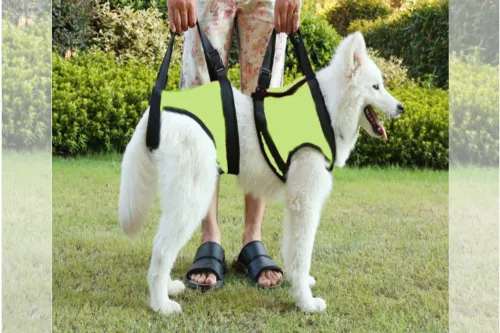 Can a dog be lifted on a dog rear lift harness? 