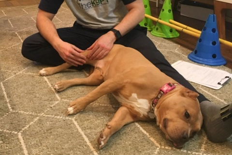 Do CCL Braces Work for Dogs?