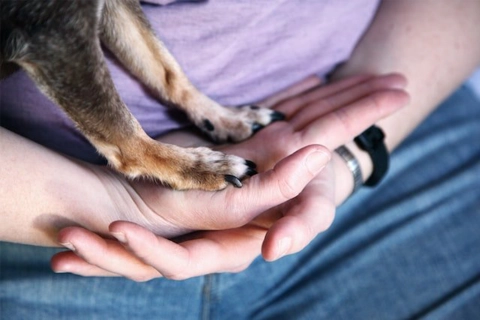 What is Dog Wrist Bone?