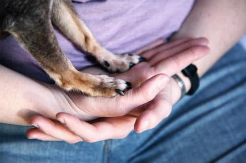What is  Dog Wrist Bone?