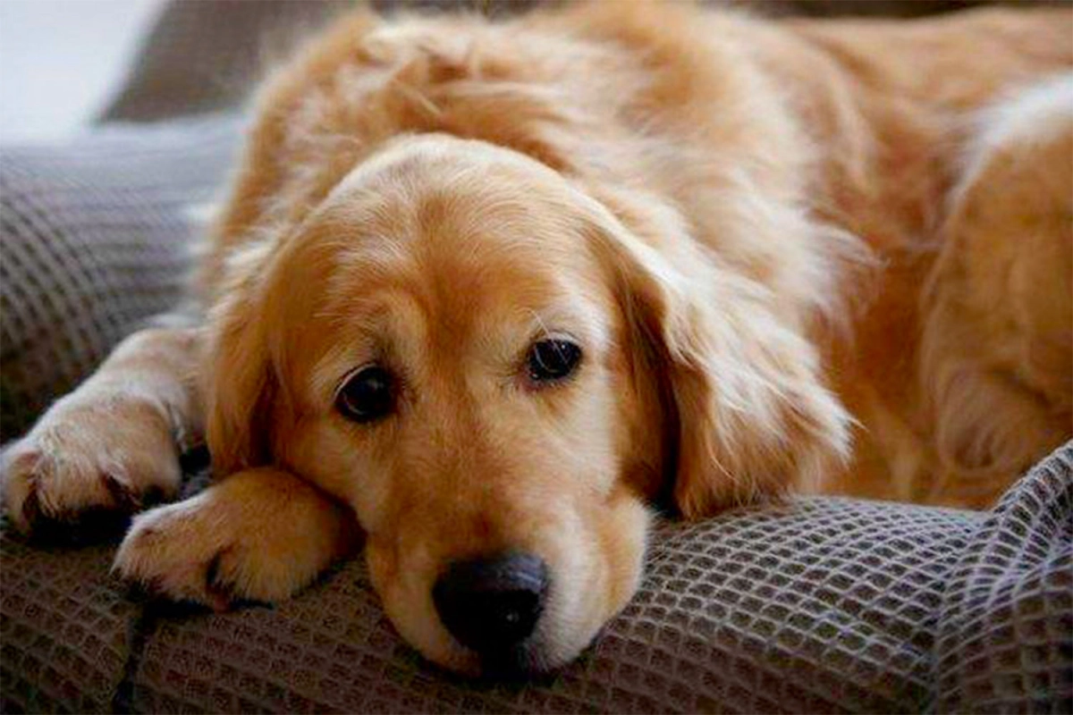 What is Hip Dysplasia in Dogs?