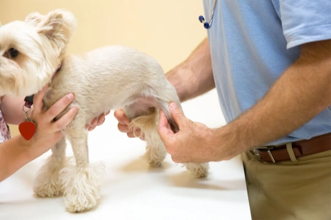 How a Dog Knee Brace Can Help Heal Luxating Patella？