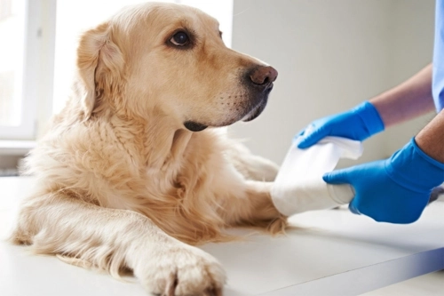 How You Can Keep Your Dog From Licking Its Wound？