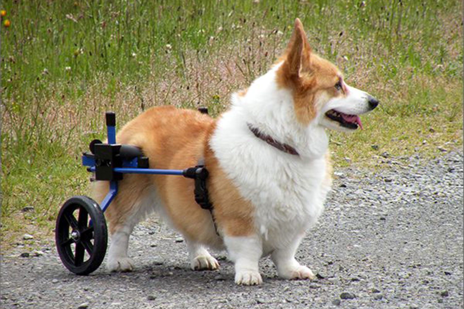 Why Use a Dog Back Legs Wheelchair?