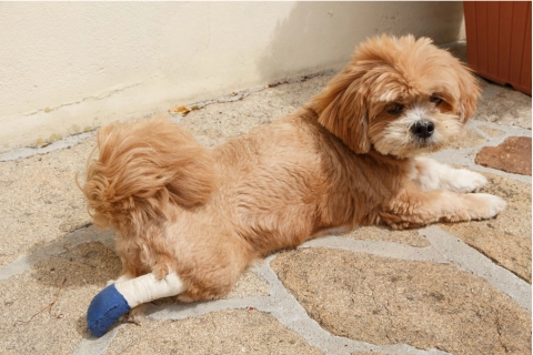 Does a Brace Help a Dog with Luxating Patella?