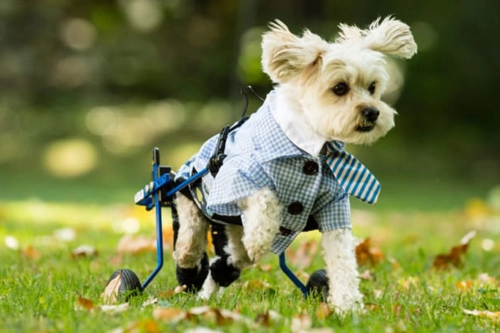 Do Dog Wheelchairs Really Work?