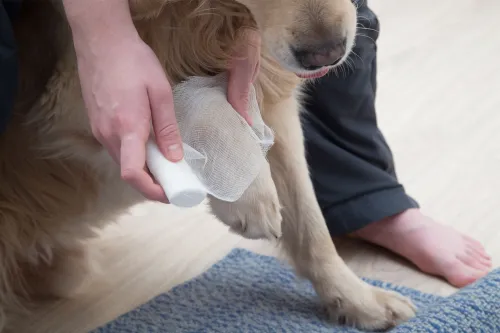 Do Dog Wrist Supports Really Help?