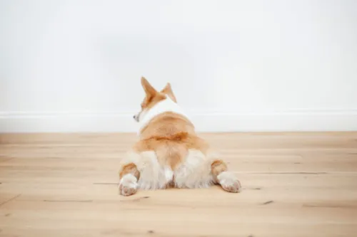 How Does a Dog Act With Hip Dysplasia?