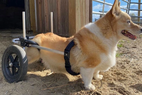 Are Dog Wheelchairs a Good Idea?