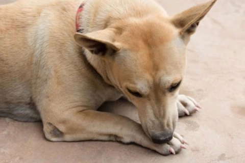 Do Lick Sleeves Work for Dogs?