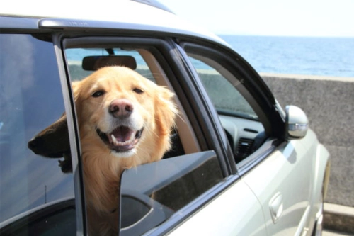 What is a Dog Lift Harness?