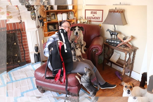 Donation from LOVEPLUSPET to DOGS IN HARMONY