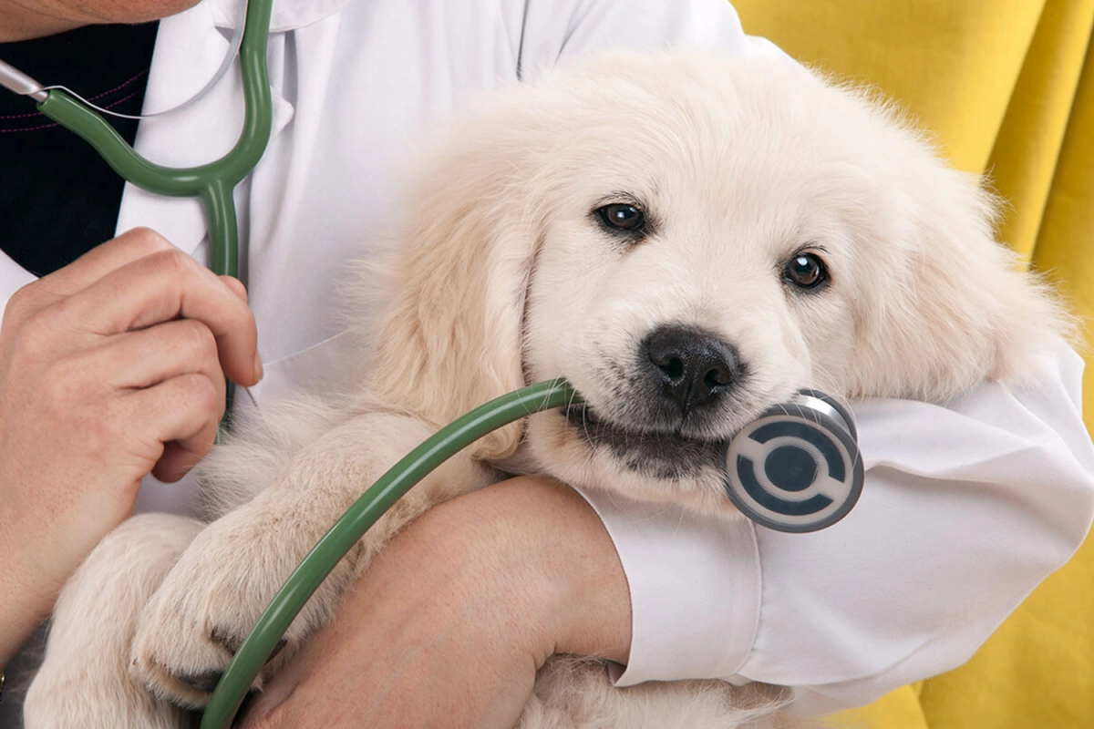 Is it OK to Walk a Dog with Hip Dysplasia?