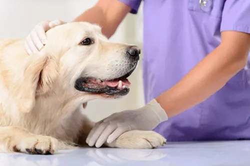 How Do You Fix a Luxating Patella in a Dog Without Surgery?