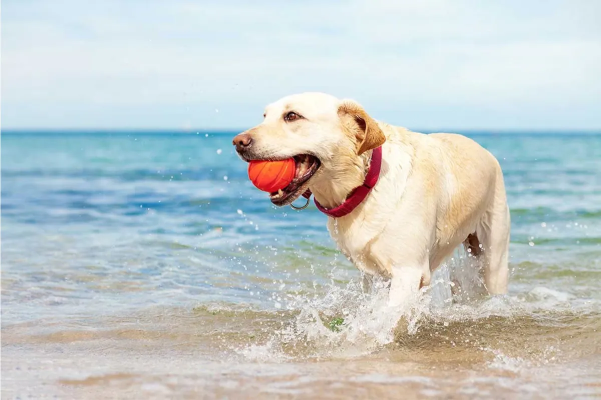 When to Use a Knee Brace to Get Your Dog Moving Again?