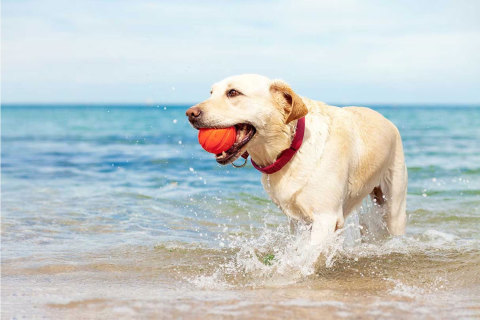 When to Use a Knee Brace to Get Your Dog Moving Again?