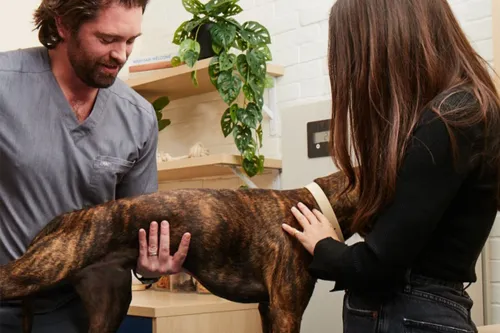 Patellar Luxation in Dogs: A Powerful Assistant in Non-Surgical Treatment