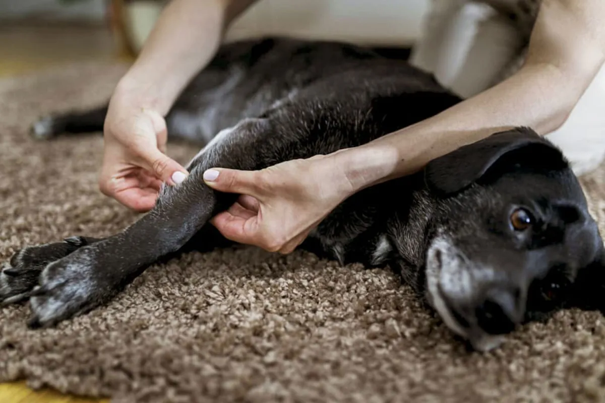 How to Help a Dog with Arthritis？