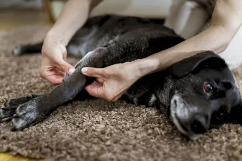 How to Help a Dog with Arthritis？