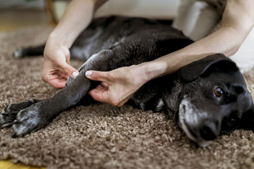 How to Help a Dog with Arthritis？