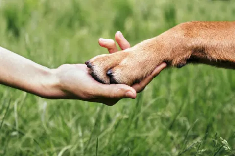 Benefits of Dog Brace: Why Essential to Dog Care