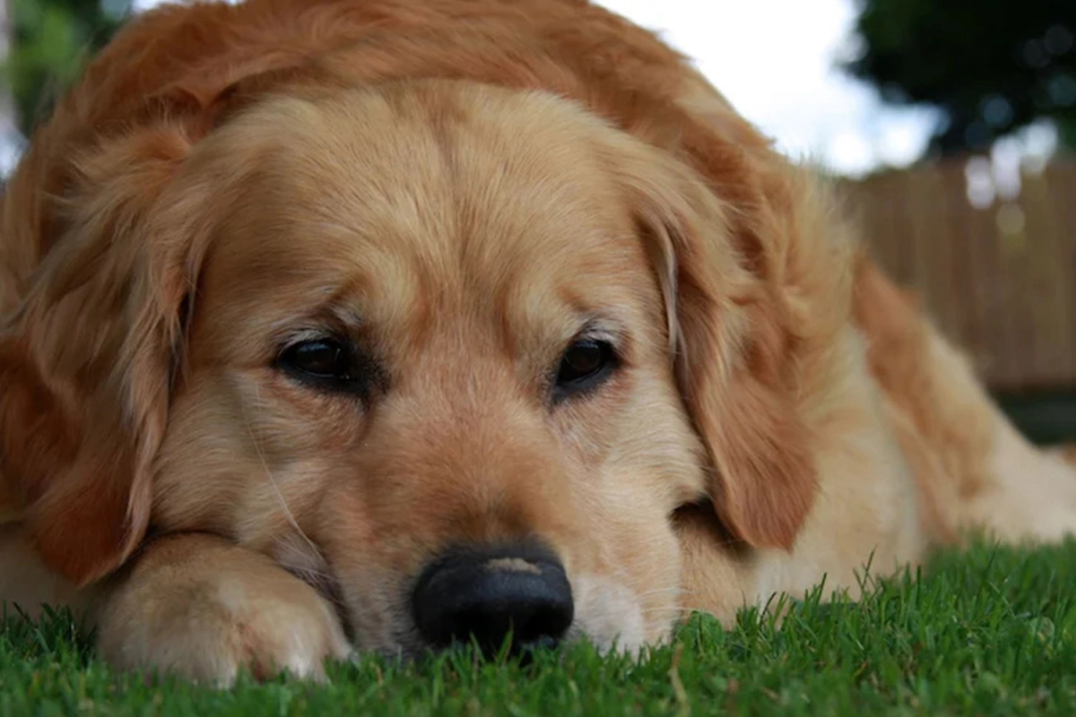 How Do You Know If Your Dog Needs a Wheelchair?