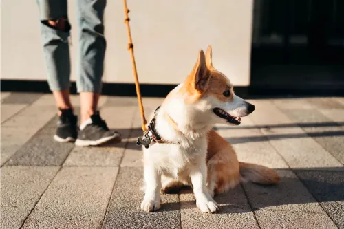 How Many Hours a Day Can a Dog Be in a Wheelchair?