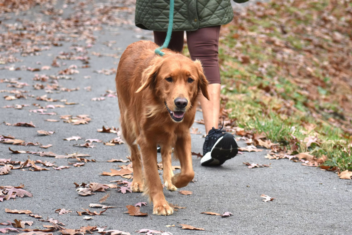 How Long Can a Dog Stay in a Wheelchair?