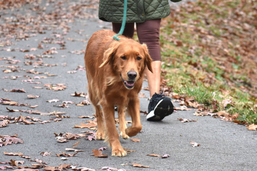 How Long Can a Dog Stay in a Wheelchair?