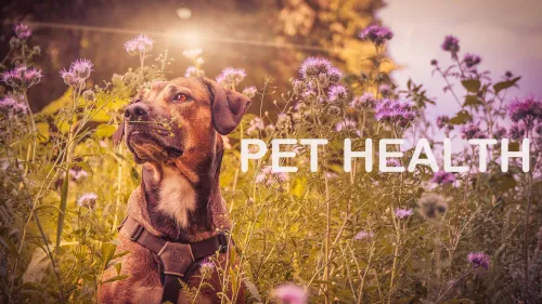 PHP - Pet Health Plan