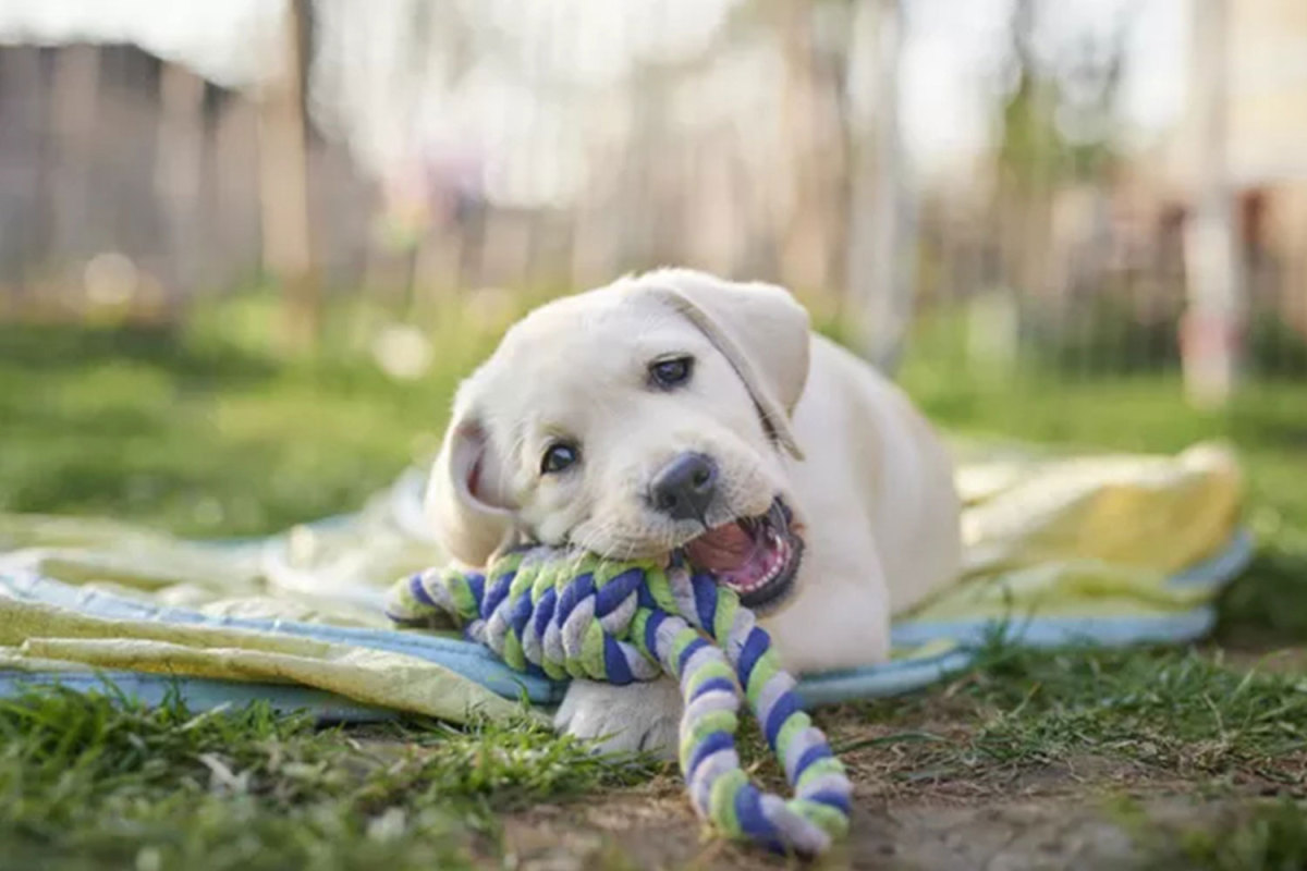 Do Dog Braces Work?